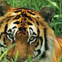 ���� Albert, �������, 53 ���� - ��������� 15 ���� 2012