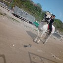 ���� �������, �����������, 43 ���� - ��������� 11 ���� 2013