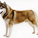 ���� "@����", �����-���������, 25 ��� - ��������� 6 ������� 2010 � ������ ��@��� �@��� �@��Ȼ