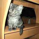 ���� ���������, �����������, 43 ���� - ��������� 29 ������� 2012 � ������ ���� ������