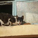 korennoj egiptjanin,obedaet �� ������� ���� ����������