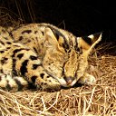 ���� ��������, ��������, 56 ��� - ��������� 11 ������ 2011 � ������ ���� ����������