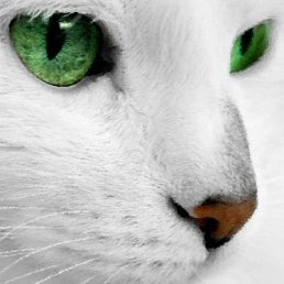 ���������, ������, 57 ���