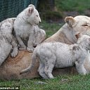 ������� ����� �� �������� �� ������� ������ ����,��� ����λ