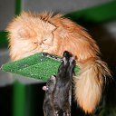 ���� ���������, ���������, 47 ��� - ��������� 29 ���� 2010 � ������ �������