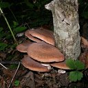 ���� ������, �����������, 65 ��� - ��������� 25 ��� 2012 � ������ ���� ����������