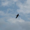 fly �� ������� ���� ����������