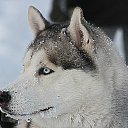 ���� ����, �����������, 46 ��� - ��������� 26 ������� 2012