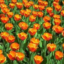 ���� �������, ����, 40 ��� - ��������� 7 ���� 2010 � ������ ������ ��� ��� )))�