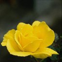 ���� ������, ���-����, 27 ��� - ��������� 17 ������� 2009 � ������ �����������