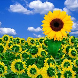 ���� �����, �����������, 39 ��� - ��������� 17 ������� 2011