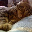 ���� ����, �����-���������, 41 ��� - ��������� 20 ����� 2011 � ������ ���� � �����