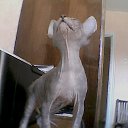 ���� Sergey, ������, 76 ��� - ��������� 26 ��� 2013 � ������ ������� ������ ����߻