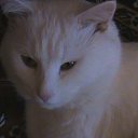 ���� ���������, ������ - ��������� 11 ������ 2009 � ������ ���� �����