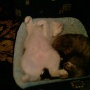 ����� � �������� �� ������� ���� ���������