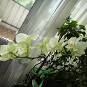 ���� ���� (���������� ������ � ������� �������), ������, 70 ��� - ��������� 4 ������� 2011 � ������ ���� ������