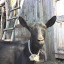 ���� ������, ��������������, 43 ���� - ��������� 9 ����� 2009 � ������ �������