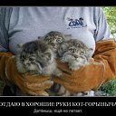 ���� ����@, ��������, 62 ���� - ��������� 4 ��� 2010 � ������ �������-��� ������� ����