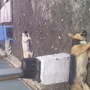 ������� �������� �� ������� ���� ���� ������