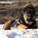 ���� ���������, ������-���, 66 ��� - ��������� 15 ������ 2011 � ������ �������� �����