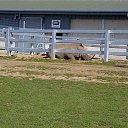���� ��op�, ����, 44 ���� - ��������� 25 ��� 2013 � ������ �Woburn Safari Park(Uk)�