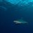 shark