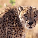 ���� �������, ��������, 38 ��� - ��������� 15 �������� 2011 � ������ �������