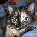 ����� ������ �� ������� �������