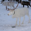 ���� Boev, �������, 66 ��� - ��������� 24 �������� 2011