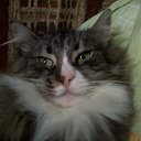 ���� ����, ������, 36 ��� - ��������� 27 �������� 2011