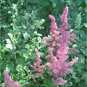 �������� ������� �� ������� ���� ���