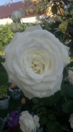 ���� Slava, ������, 36 ��� - ��������� 19 ������ 2011