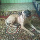 ���� ��������, �������, 39 ��� - ��������� 11 ����� 2012 � ������ ���� ����������