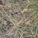 ���� : ��������, ��������! �� ������� ���������