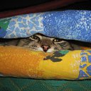 ���� �������, ��������, 37 ��� - ��������� 13 ����� 2010 � ������ ������