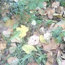 ���� �����, �����-���������, 39 ��� - ��������� 10 ������� 2011 � ������ �������