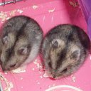 ���� �������, ������, 49 ��� - ��������� 15 ������ 2012