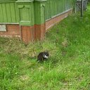 ���� K��k�, ������ ��������, 35 ��� - ��������� 3 ������� 2010 � ������ �my Cat�