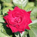 ���� �������, �������, 42 ���� - ��������� 26 �������� 2012 � ������ ���� �������