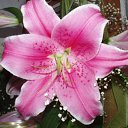 ���� ����)), �����, 40 ��� - ��������� 1 ������� 2009 � ������ ���� �����)�