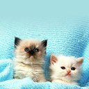 ���� ����� - ���������� ��������!!!, �����������, 56 ��� - ��������� 13 ������� 2009 � ������ ��������� (�����)�