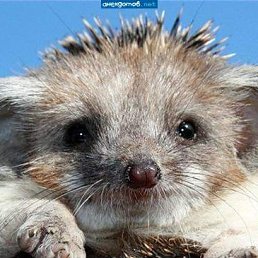 ���� ����, ������ ��������, 44 ���� - ��������� 19 ������� 2010