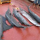 ���� ����, ���������, 55 ��� - ��������� 6 ������ 2012 � ������ ���� ����������