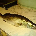  , -, 54  -  18  2010   