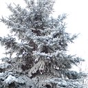 ���� ����, ���������, 47 ��� - ��������� 10 ������� 2010 � ������ ��������