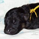 male &quot;yellow threa&quot;- 7 days oldlong-haired,  ,           
