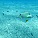 ���� Edyk, �����, 53 ���� - ��������� 9 ������� 2012 � ������ �������