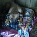 ���� ��������, �������, 49 ��� - ��������� 15 ������ 2010 � ������ ���� ����������