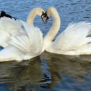 ���� ������, �������, 39 ��� - ��������� 8 ������� 2010 � ������ �������