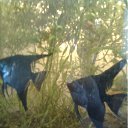 ���� ���������, ��������, 49 ��� - ��������� 5 �������� 2011 � ������ ���� ����������